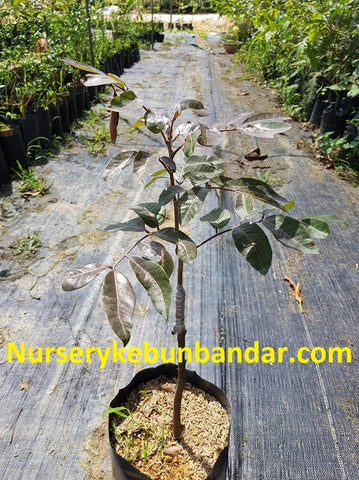 Red Ruby Logan Tree - Malaysia Online Plant Nursery