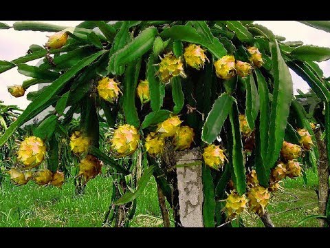 Yellow Israeli Dragon Fruit - Malaysia Online Plant Nursery