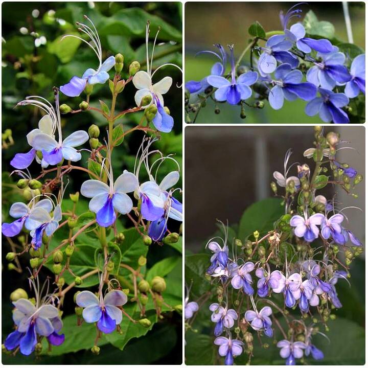 Kebun Bandar Nursery - Blue Butterfly Bush - Malaysia Online Plant
