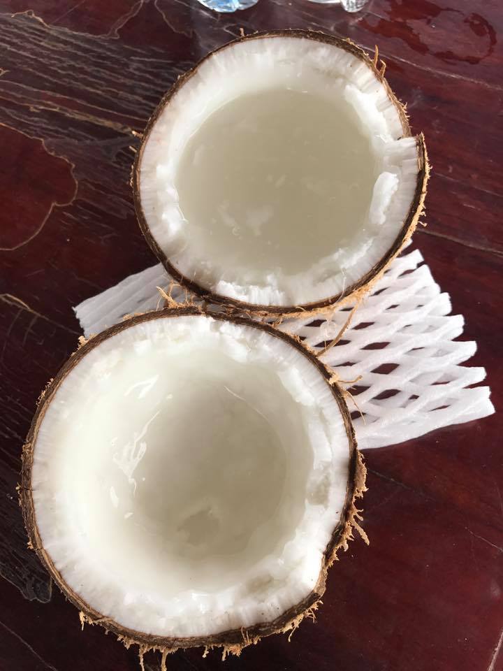 Macapuno Coconut(Jelly) – Malaysia Online Plant Nursery