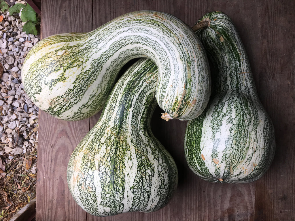 Green Striped Cushaw Squash Truelove Seeds 0210