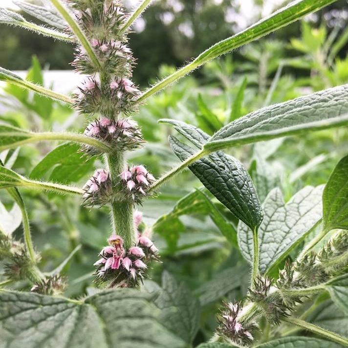 Motherwort – Seeds