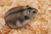 hamster russe petit rongeur