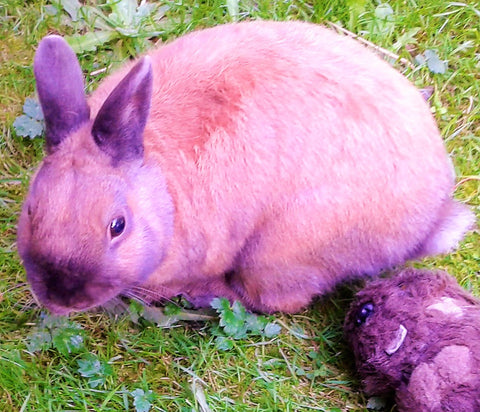 lapin nain de pattes en plumes