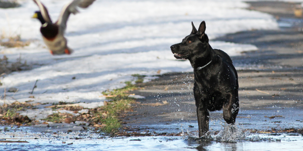 are dog breed names proper nouns