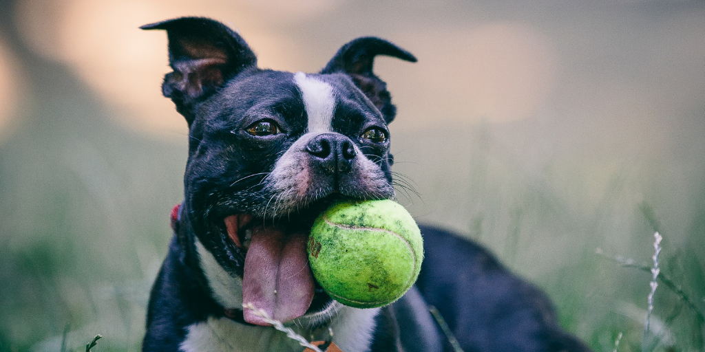 tennis balls bad for dogs