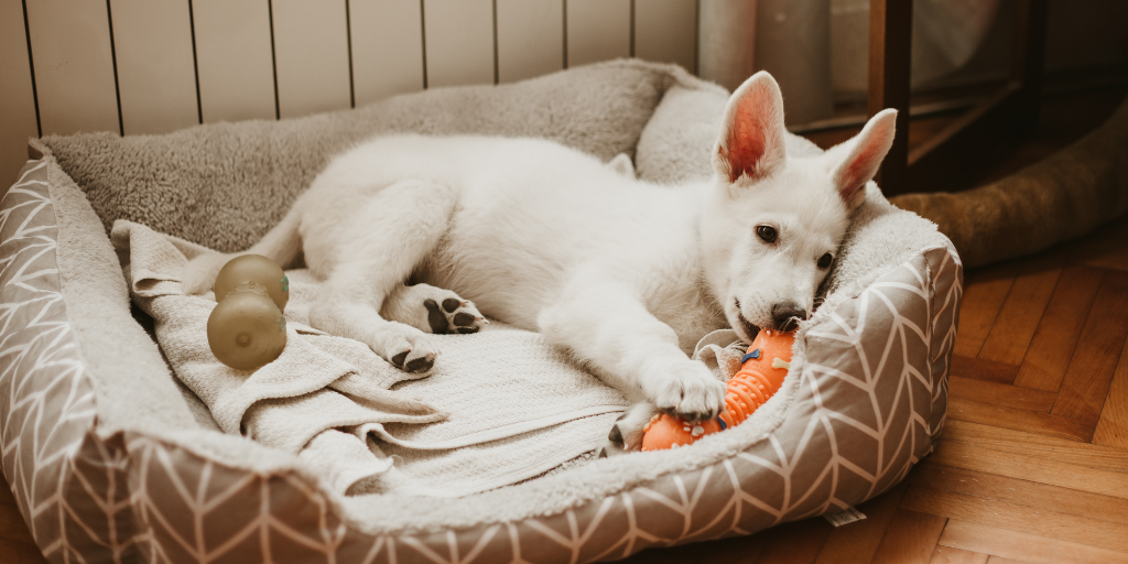 what can you do to help a teething puppy