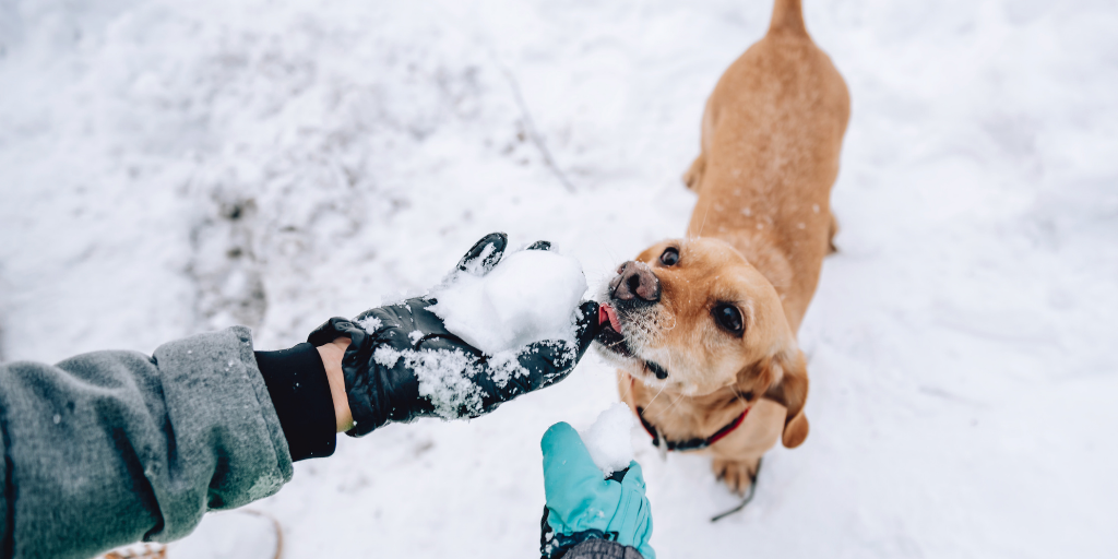 can dogs eat snow