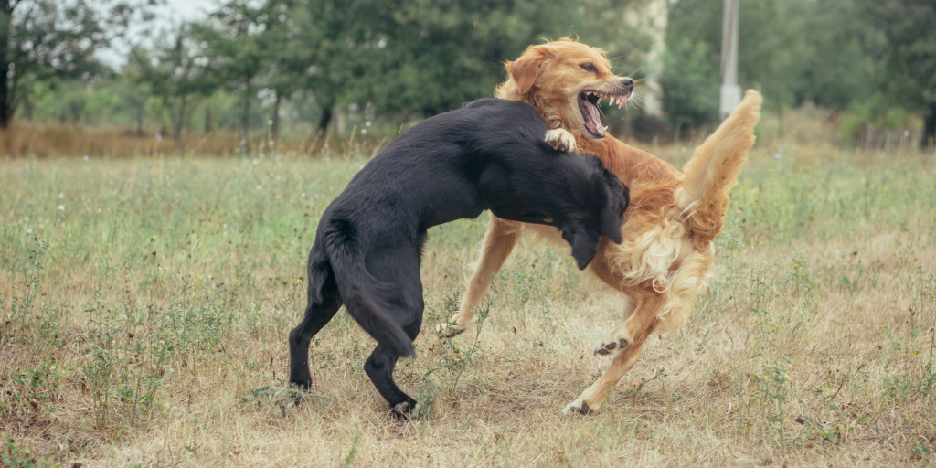 why do dogs like to play fight with humans