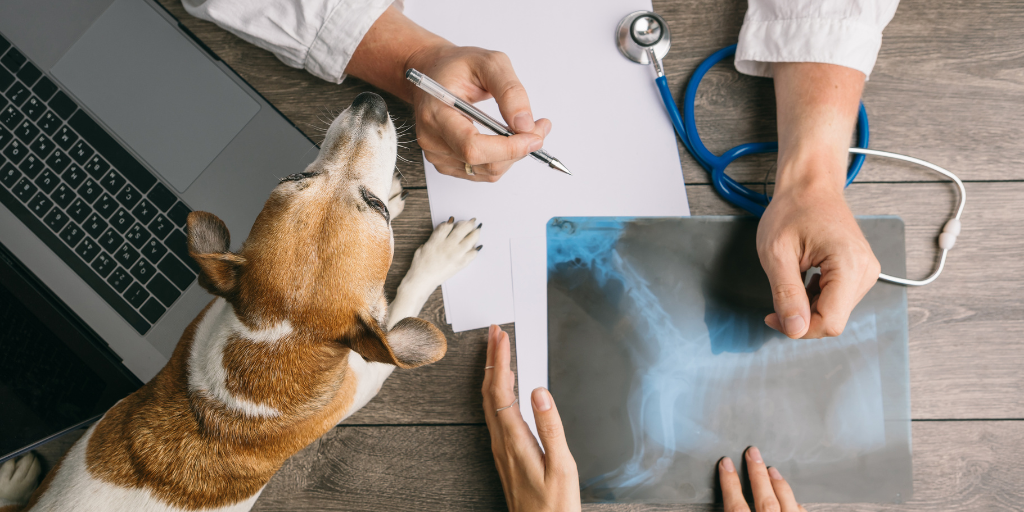 can dogs survive aspiration pneumonia