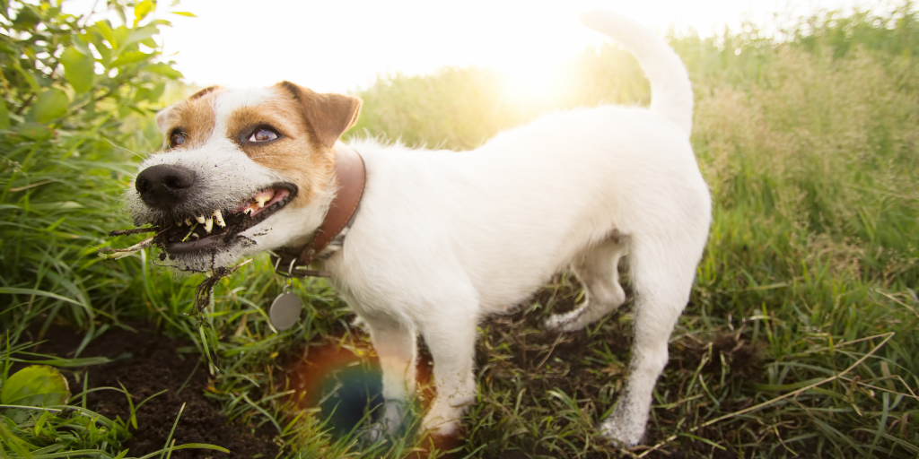 what do you do if your dog eats dirt