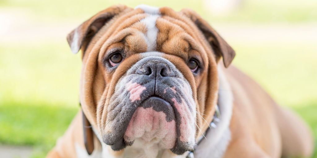 are english bulldogs born with long tails