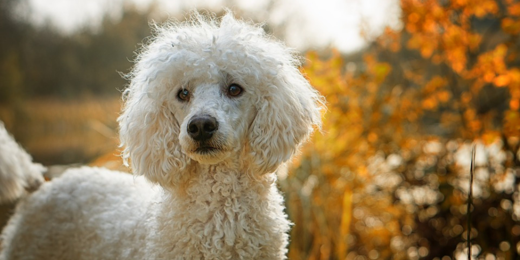 what dog breed is good for allergy sufferers