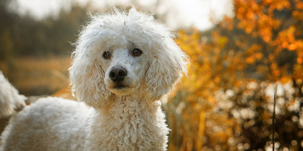 do hypoallergenic dogs have hair or fur