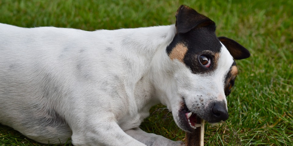 what does it mean when your dog gives you side eye