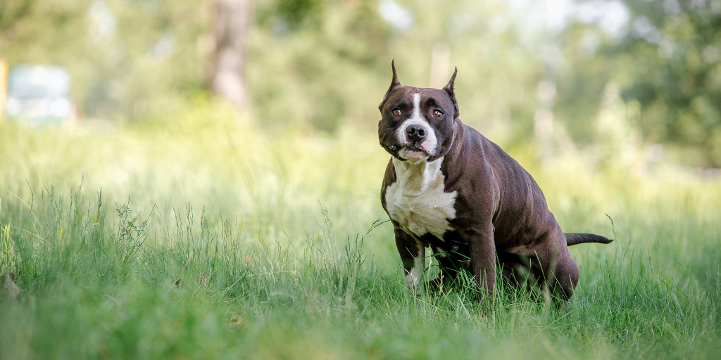 do all dogs line up with magnetic field to poop