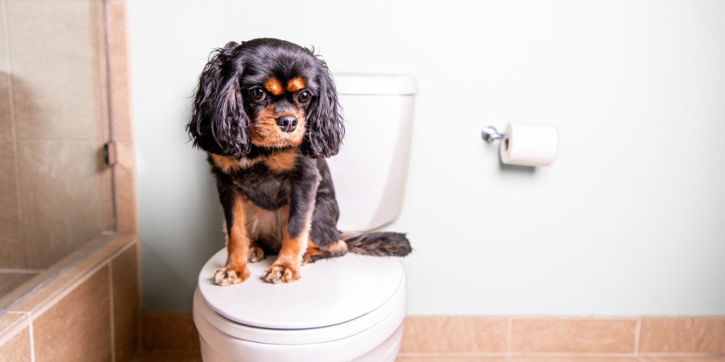 how to train a dog to go potty inside