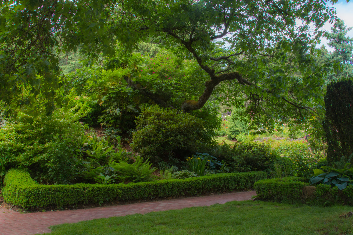 Shakespeare Garden At The International Rose Garden Portland Or