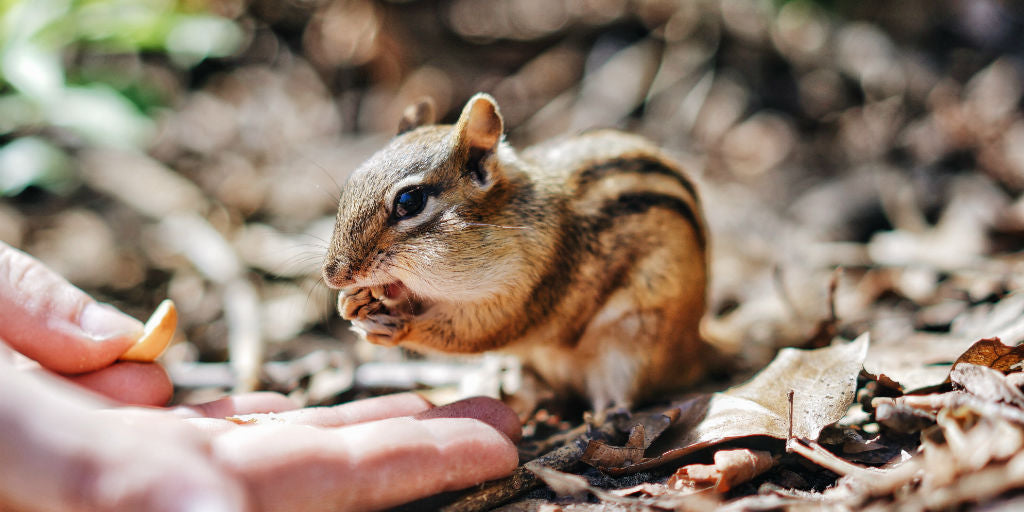 chipmunk