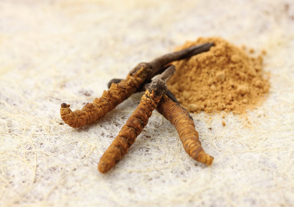 Discover the benefits of Cordyceps for yourself