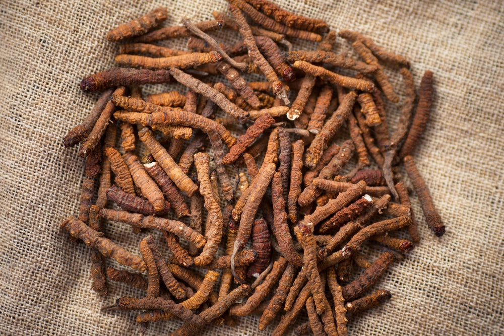 What are some of the general benefits of Cordyceps