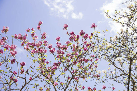 Summer breeze makes us feel Mini fine …