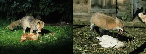 Fox feeding on Chickens