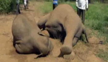 Elephants killed by electricity