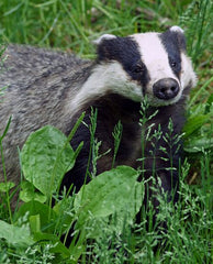 Badger feed