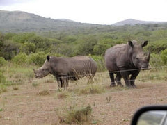 Rhino behind Electric Fence