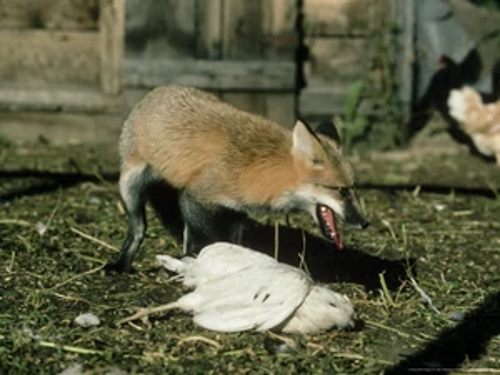 Fox Eating a chicken