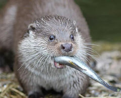 Otter eating a fish