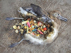 Bird killed by eating plastic rebbish