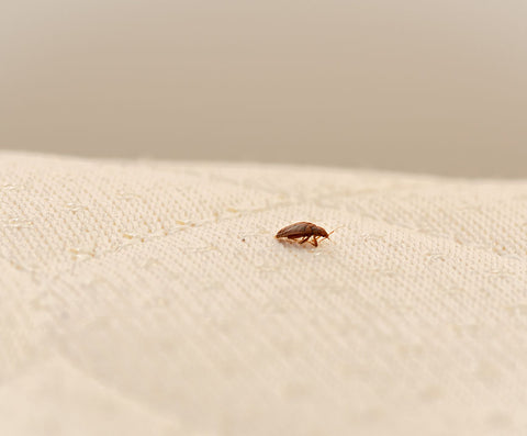 Close-up picture of a bed bug crawling across a mattress