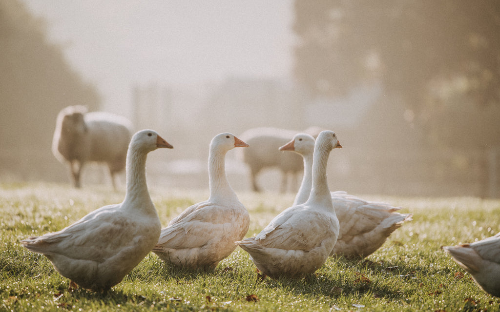 Sustainable Farming