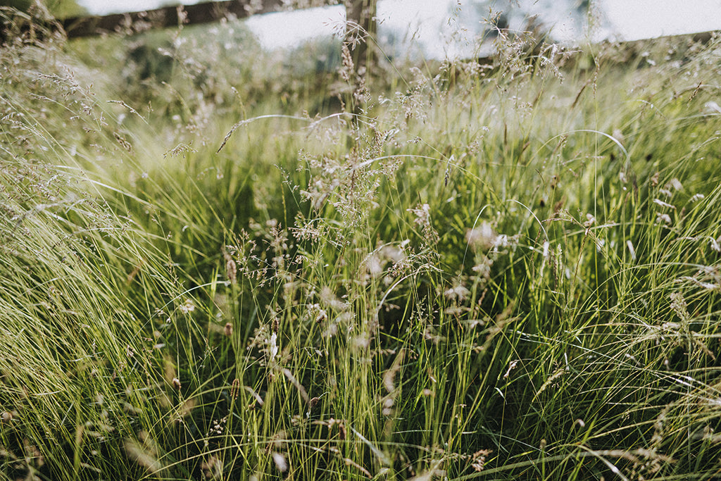 Diverse herbal grasslands are key to sustainable livestock farming