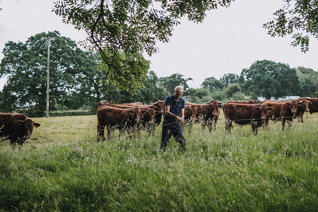 Grass-fed Red Ruby cattle on our Devon farm