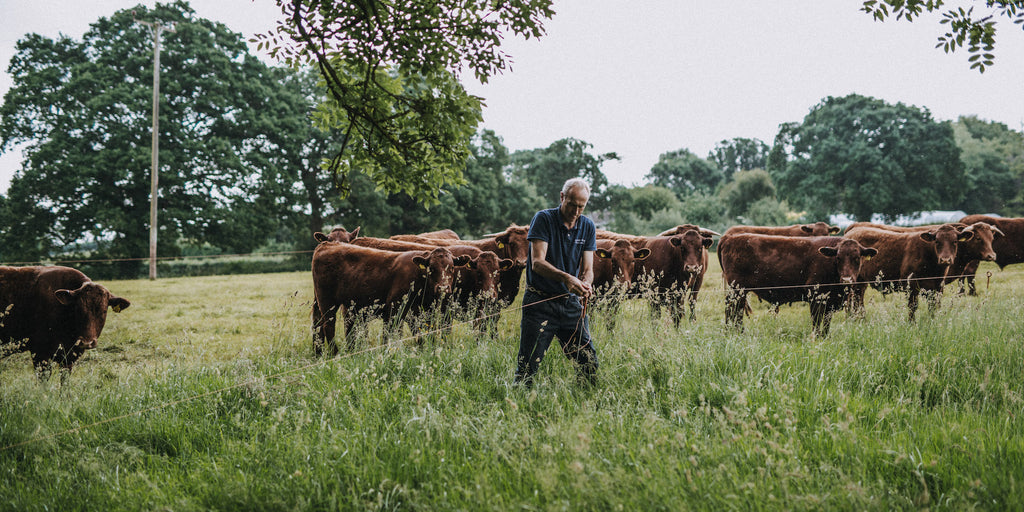 Buy Grass Fed Beef