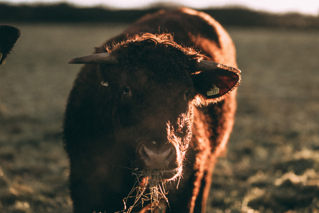 Pipers Farm Red Ruby Cattle