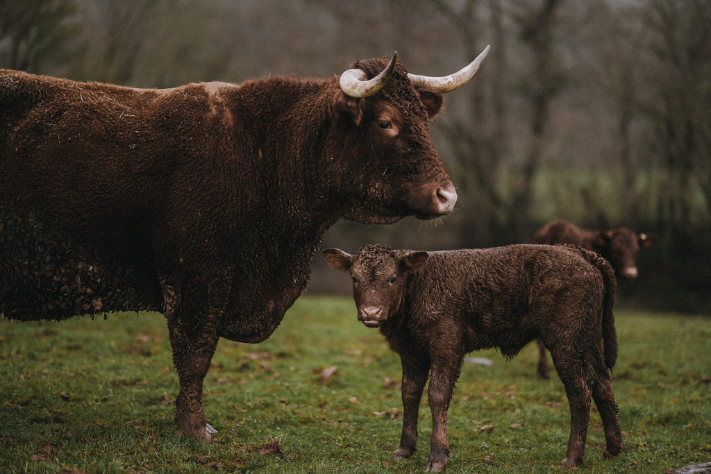 Red Ruby Beef