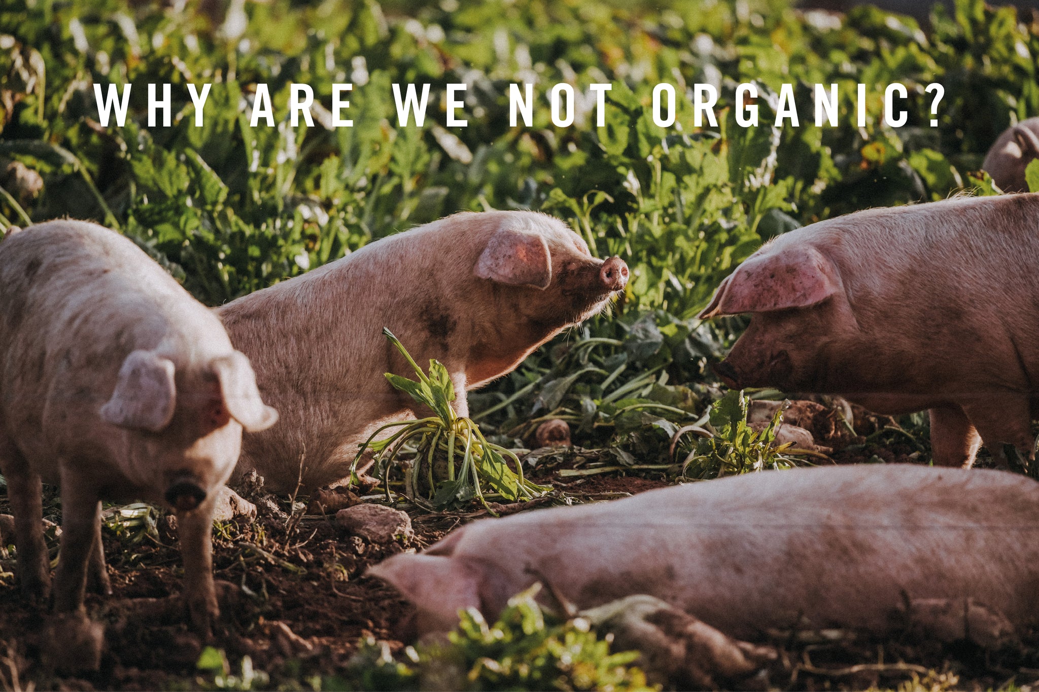 Why are we not organic?