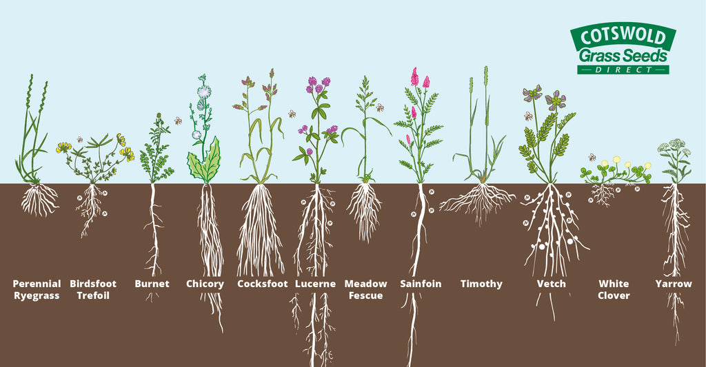 Root profiles for soil fertility enhancing grasses and herbs