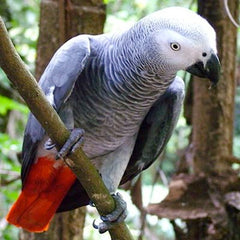 African gray parrot perched on a tree branch