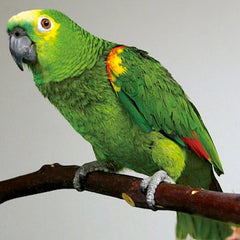 amazon parrot on wooden perch