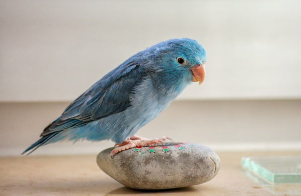blue parrolet sitting on rock