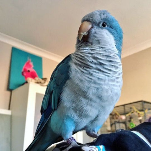 blue quaker parrot inside on top of couch
