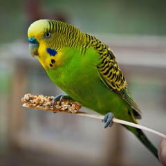 green and yellow budgerigar parakeet perched on a branch