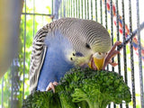 budgie eating broccoli