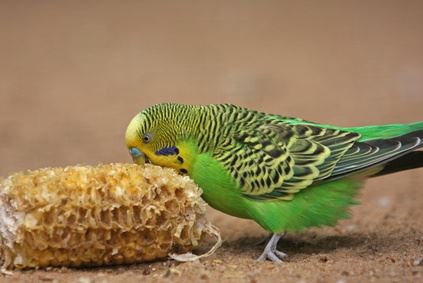 budgie snacking on corn