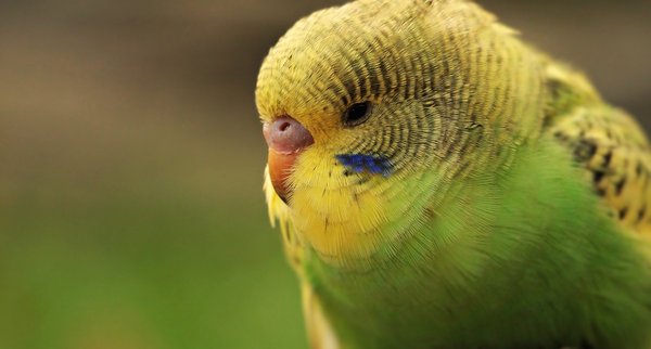 green and yellow budgerigar close up